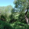 L&#039;antico mulino ad acqua